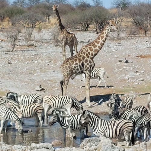 Souvenir du voyage de Eric, Namibie