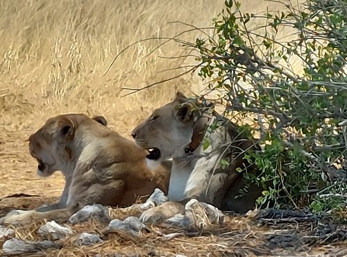 Souvenir du voyage de Eric, Namibie