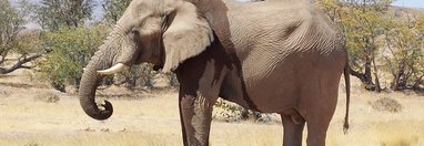 Souvenir du voyage de Eric, Namibie