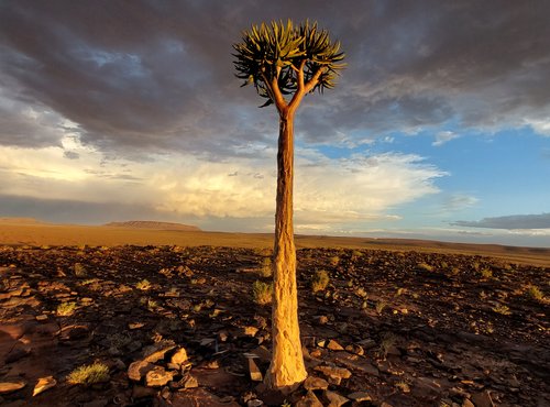 Souvenir du voyage de Eric, Namibie