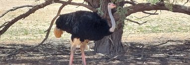 Souvenir du voyage de Eric, Namibie