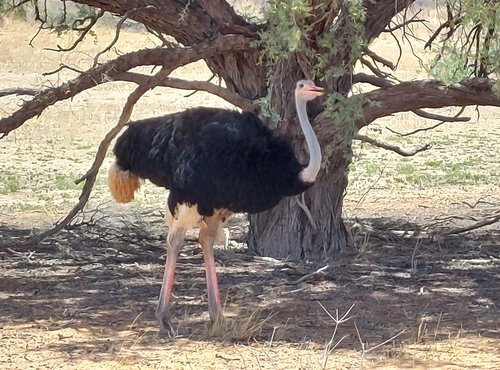 Souvenir du voyage de Eric, Namibie