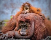Orangs Outans en Malaisie