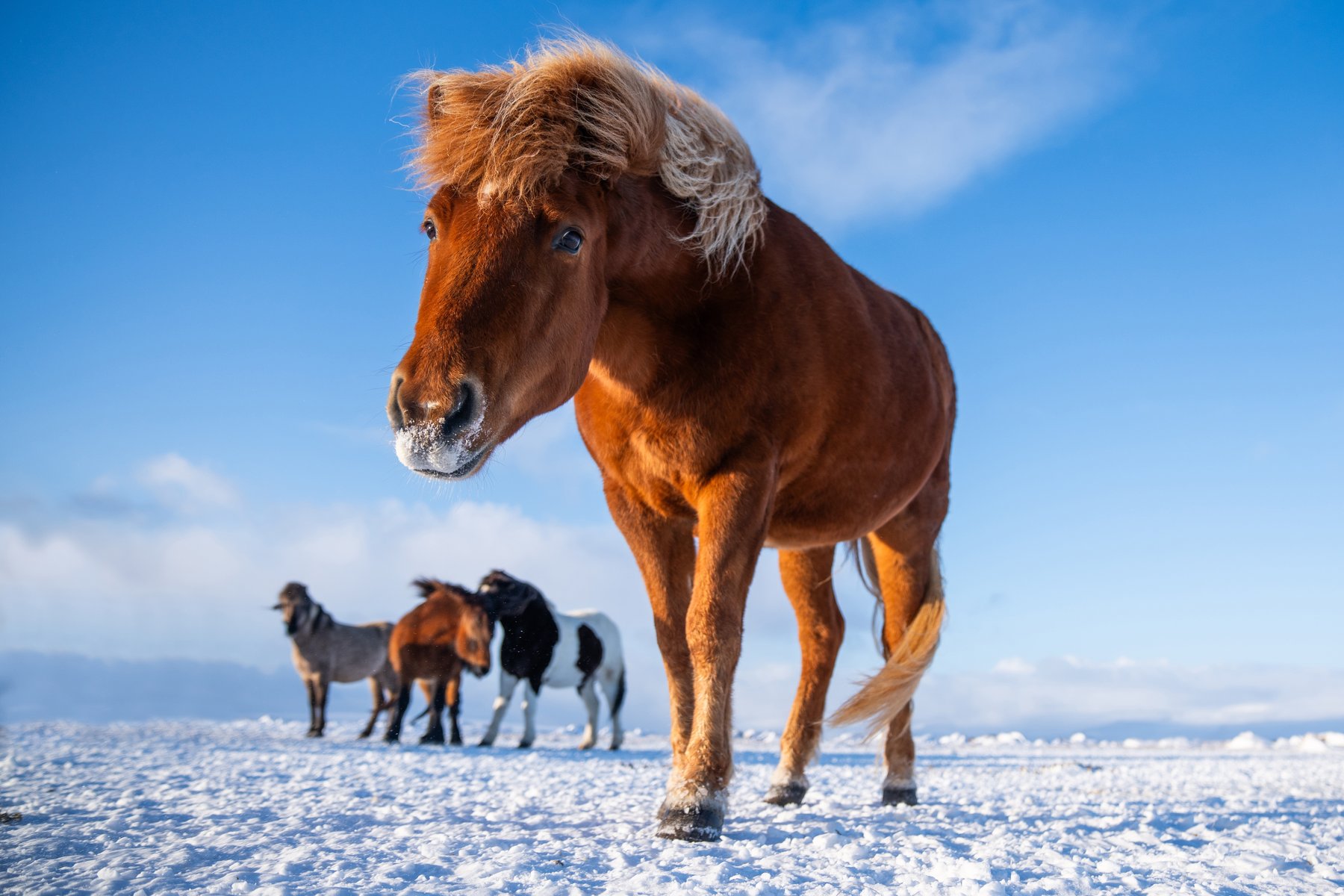 Chevaux islandais en Islande