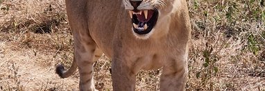 Souvenir du voyage de Sarah, Tanzanie