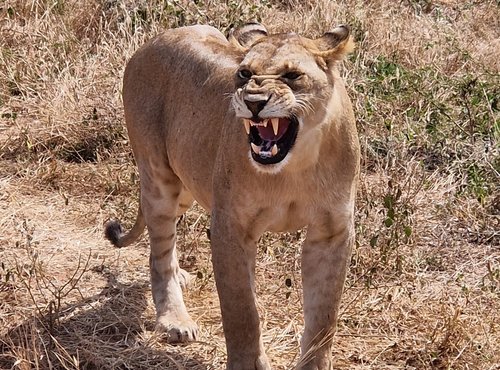 Souvenir du voyage de Sarah, Tanzanie