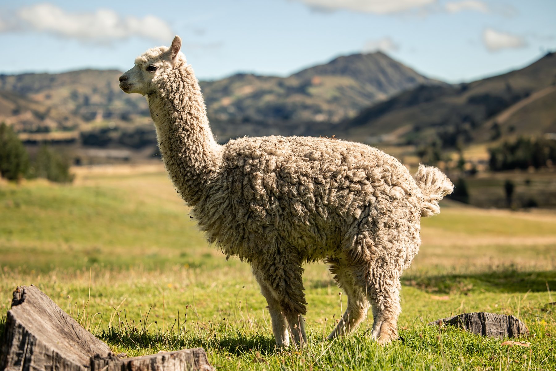 Alpaga en Equateur