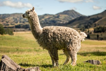 Alpaga en Equateur