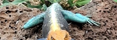 Souvenir du voyage de Olivier, Kenya