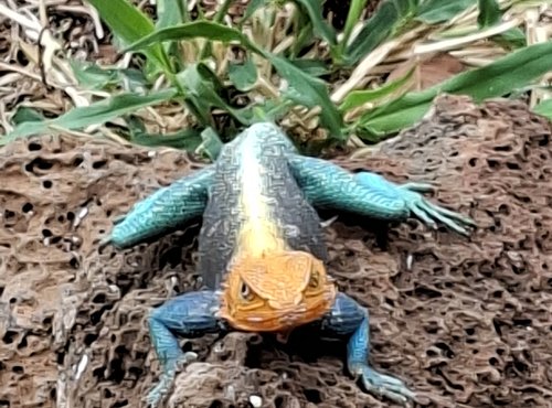 Souvenir du voyage de Olivier, Kenya