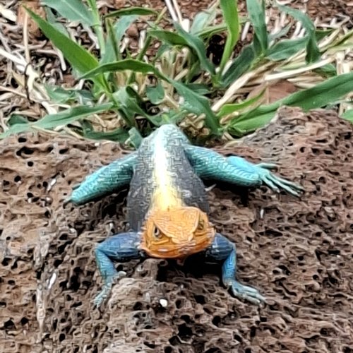 Souvenir du voyage de Olivier, Kenya