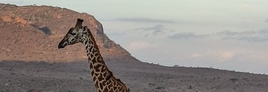 Souvenir du voyage de Olivier, Kenya