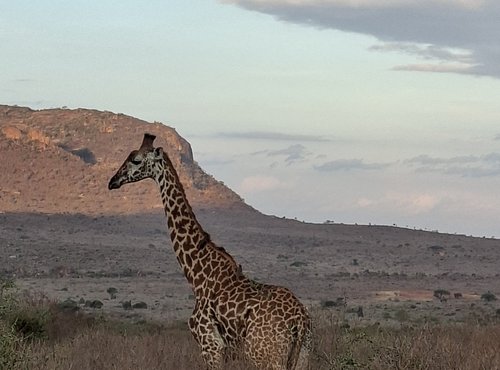 Souvenir du voyage de Olivier, Kenya