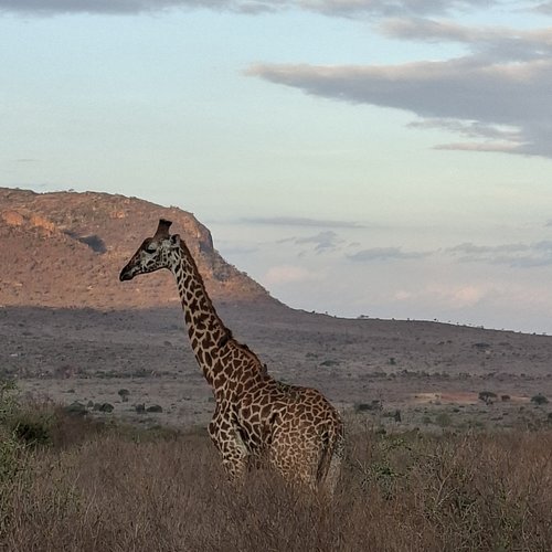 Souvenir du voyage de Olivier, Kenya