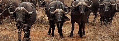 Souvenir du voyage de Olivier, Kenya