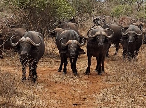 Souvenir du voyage de Olivier, Kenya
