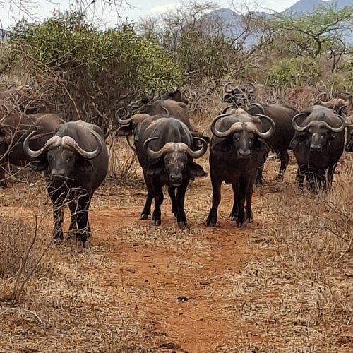 Souvenir du voyage de Olivier, Kenya