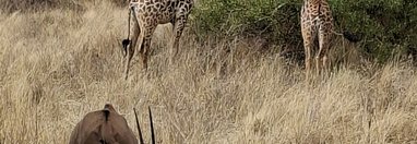 Souvenir du voyage de Olivier, Kenya