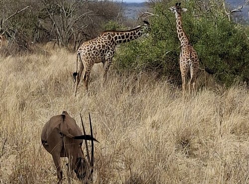 Souvenir du voyage de Olivier, Kenya