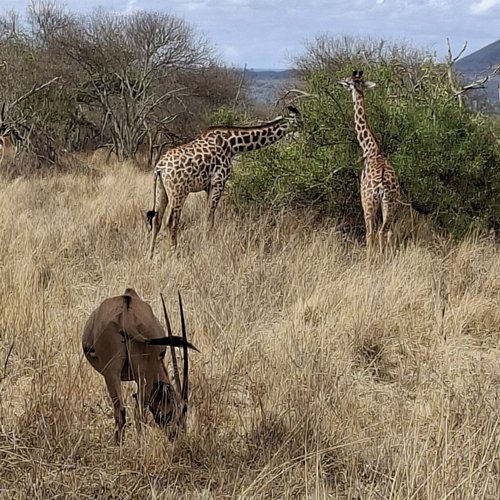 Souvenir du voyage de Olivier, Kenya