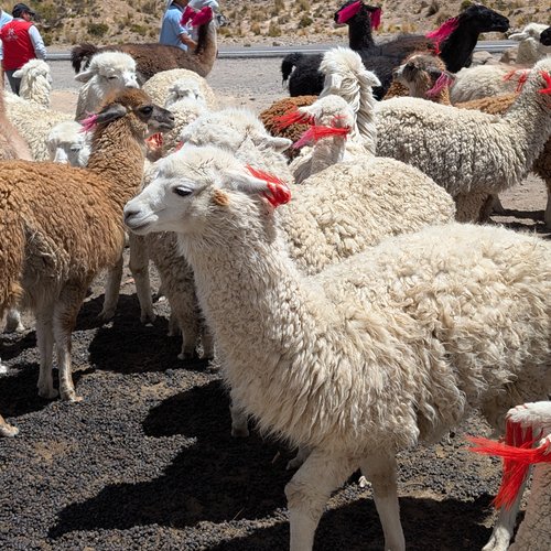 Souvenir du voyage de Isabelle, Pérou