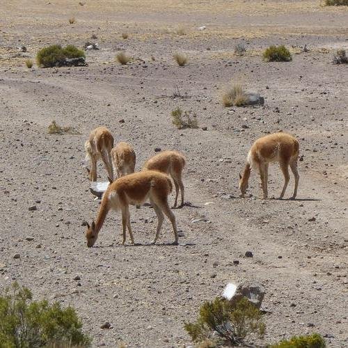 Souvenir du voyage de Isabelle, Pérou