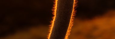 Souvenir du voyage de Annie, Namibie