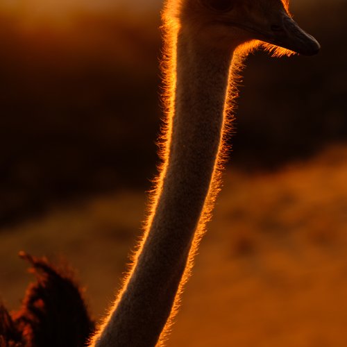 Souvenir du voyage de Annie, Namibie
