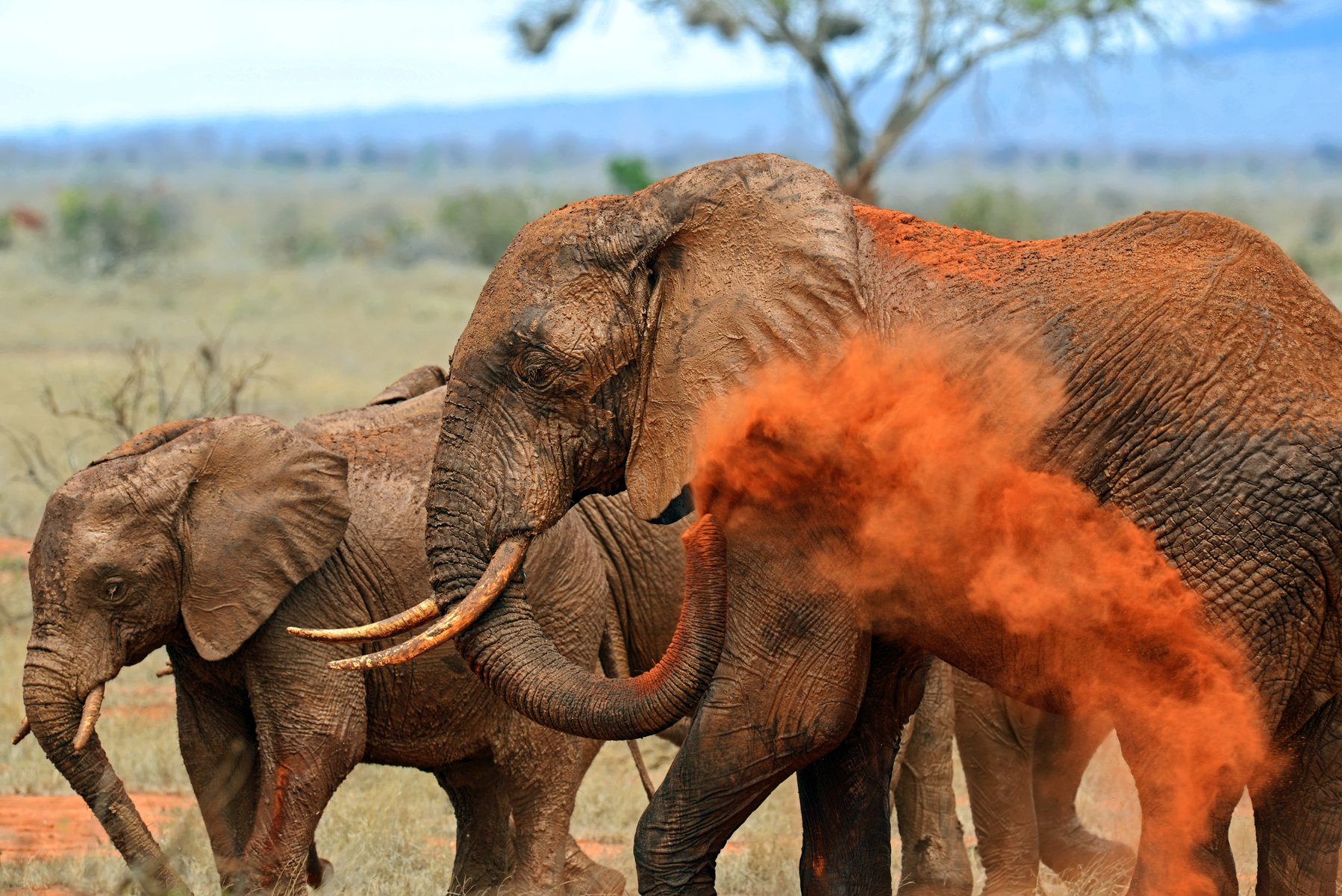 Le parc national des éléphants Tsavo Est au Kenya
