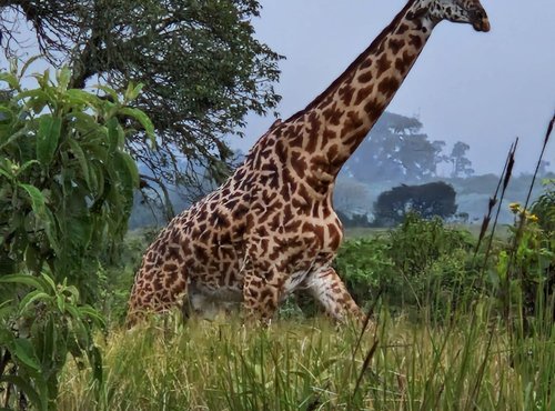 Souvenir du voyage de Sarah, Tanzanie