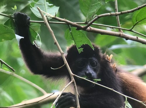 Souvenir du voyage de Catherine, Costa Rica