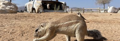 Souvenir du voyage de Fabien, Namibie