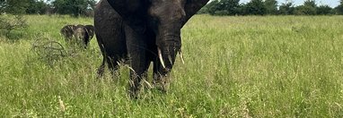 Souvenir du voyage de Christophe, Tanzanie