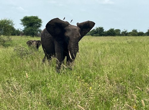 Souvenir du voyage de Christophe, Tanzanie
