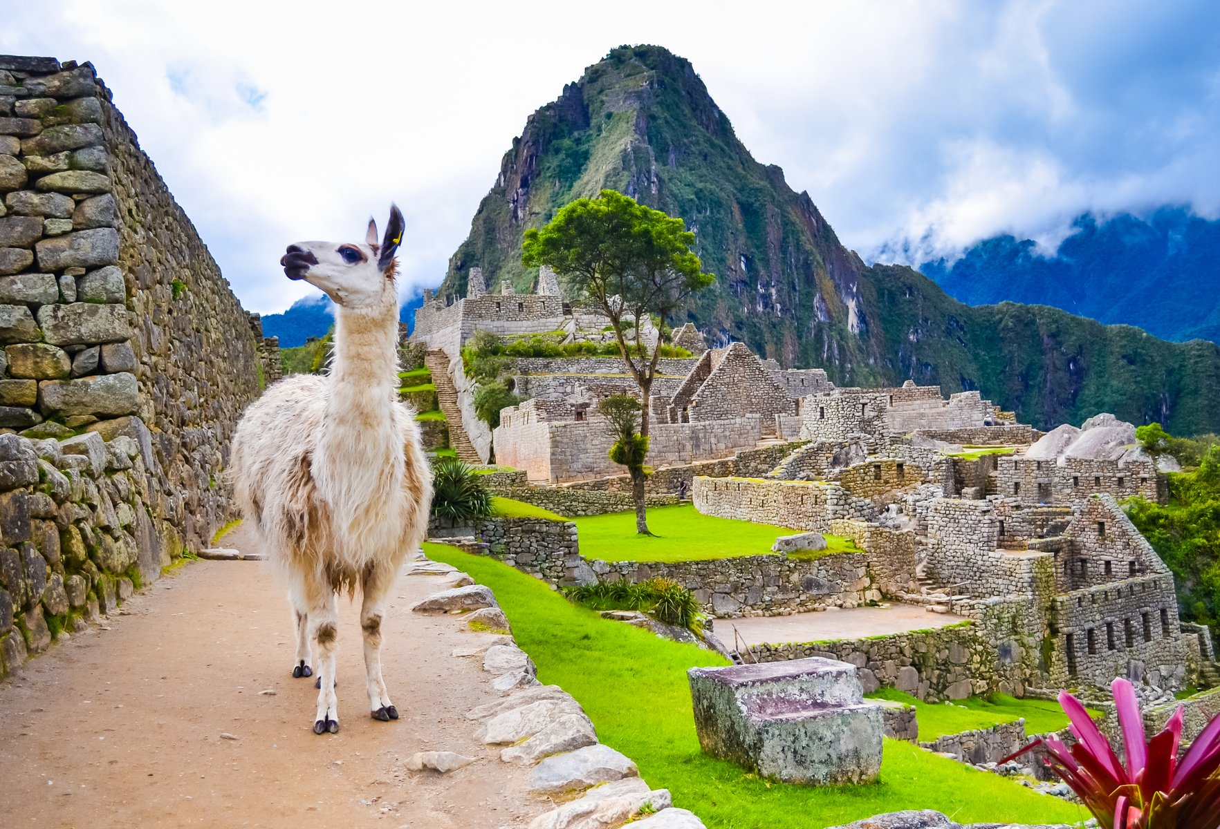 Lama au Machu Picchu au Pérou