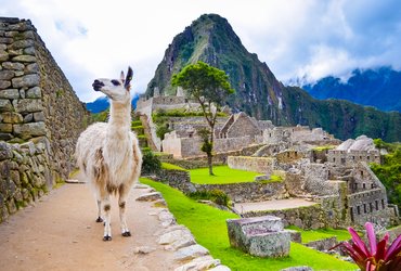 Lama au Machu Picchu au Pérou