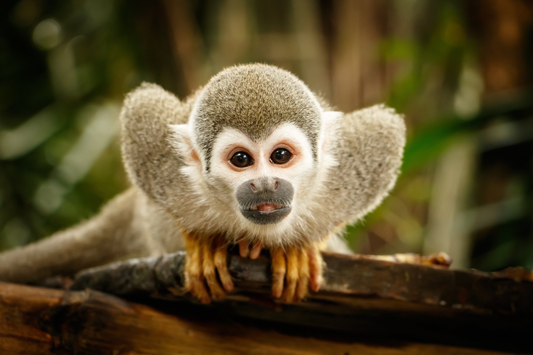 Singe dans la jungle amazonienne en Equateur