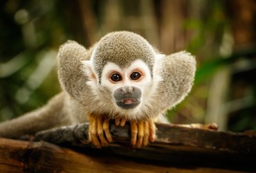 Singe dans la jungle amazonienne en Equateur