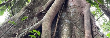 Souvenir du voyage de Catherine, Costa Rica