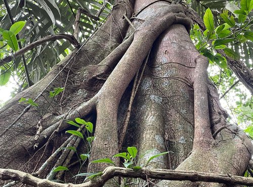 Souvenir du voyage de Catherine, Costa Rica