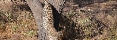 Souvenir du voyage de Fabien, Namibie