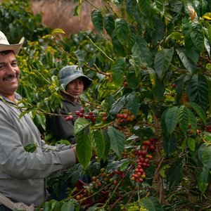 ASSOCIATIONS LOCALES   ferme café costa rica Shutterstock □ SALMONNEGRO STOCK