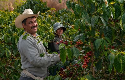 ASSOCIATIONS LOCALES ferme café costa rica Shutterstock □ SALMONNEGRO STOCK
