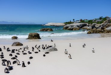 Manchots sur la plage de Simons'Town en Afrique du Sud