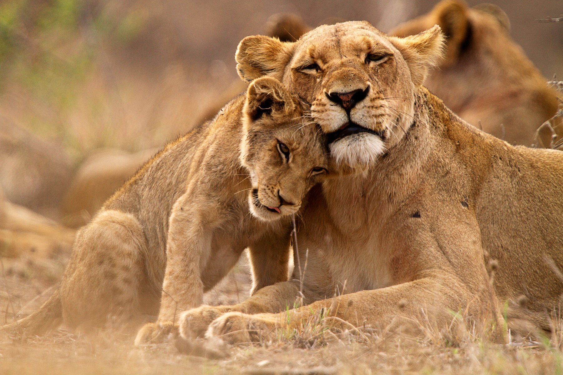 Lions dans le parc Kruger en Afrique du Sud