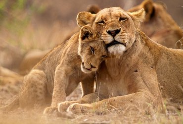 Lions dans le parc Kruger en Afrique du Sud