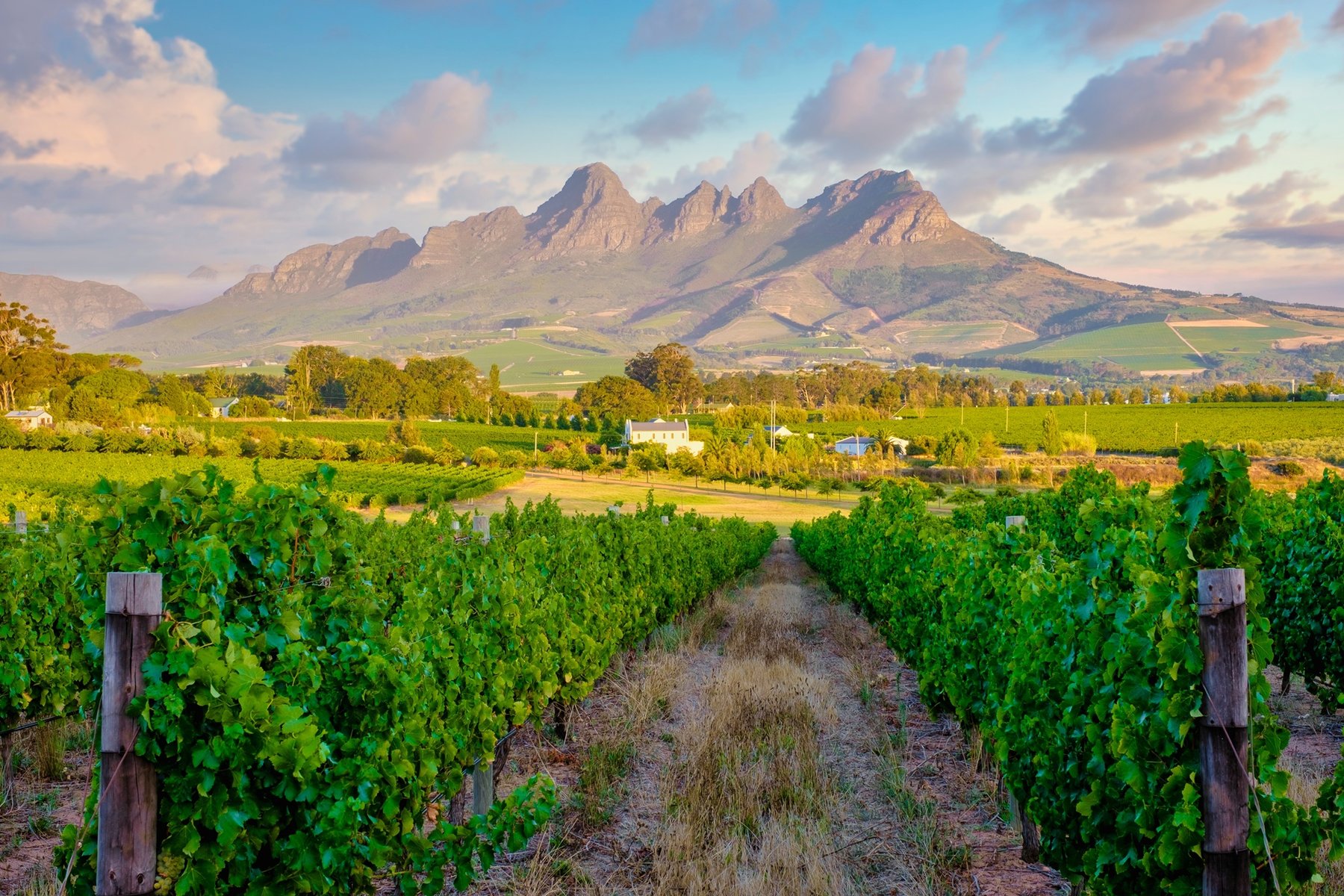 Vignobles Stellenbosch en Afrique du Sud