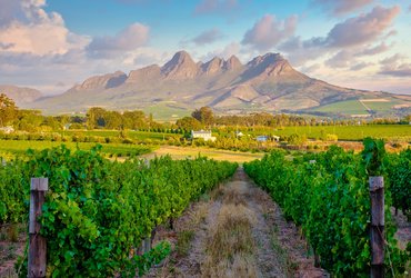 Vignobles Stellenbosch en Afrique du Sud