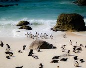 Pingouins a Cape Town en Afrique du Sud