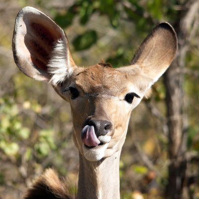 Kruger en Afrique du Sud